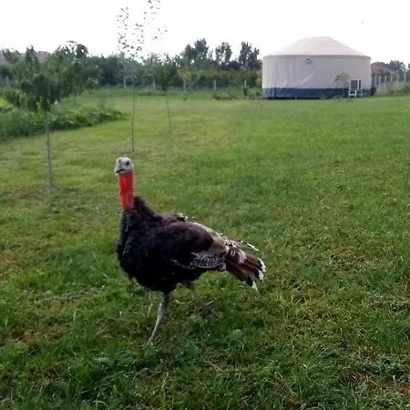 Jurtafarm - A Nomad Luxus Ráckeve