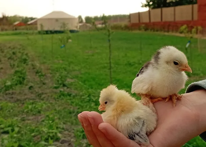 ラグジュアリーテント Jurtafarm - A Nomad Luxus *